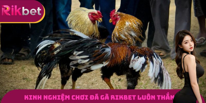 Đá Gà RIKBET - Đấu Trường Gà Đỉnh Cao Và Uy Tín Nhất 2026 2 Kinh nghiệm chơi Đá gà RIKBET luôn thắng