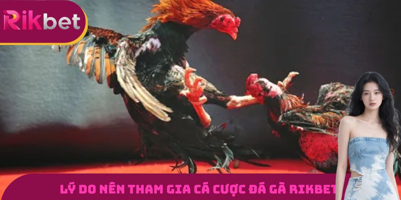 Đá Gà RIKBET - Đấu Trường Gà Đỉnh Cao Và Uy Tín Nhất 2026 3 Lý do nên tham gia cá cược đá gà RIKBET